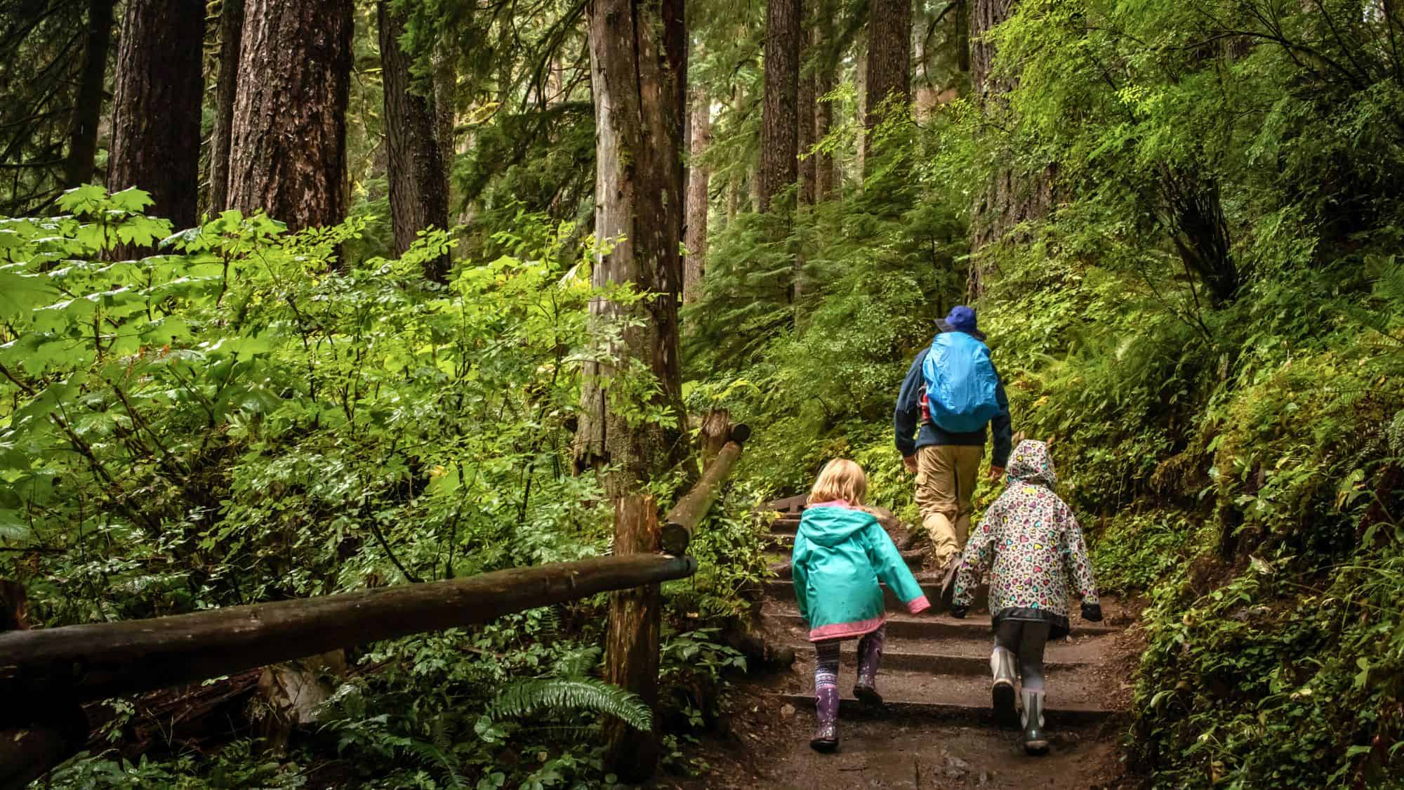 A family wearing rain gear and backpacks hikes up a lush, green forest trail with wooden steps, surrounded by tall trees and dense foliage.