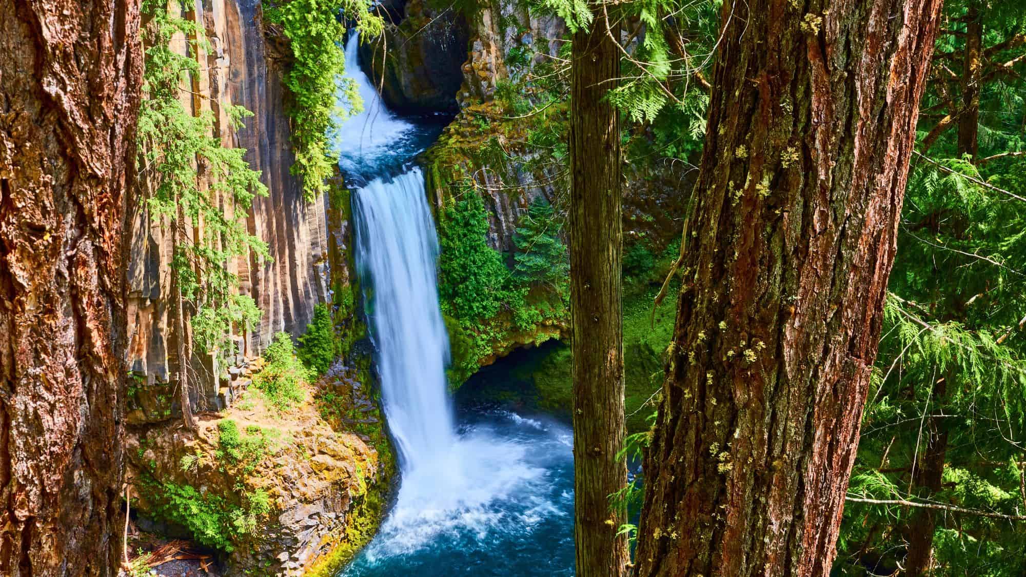 Toketee Falls plunges dramatically between basalt columns into a deep turquoise pool, framed by lush evergreen forest and moss-covered rocks. Two tall tree trunks frame the foreground.