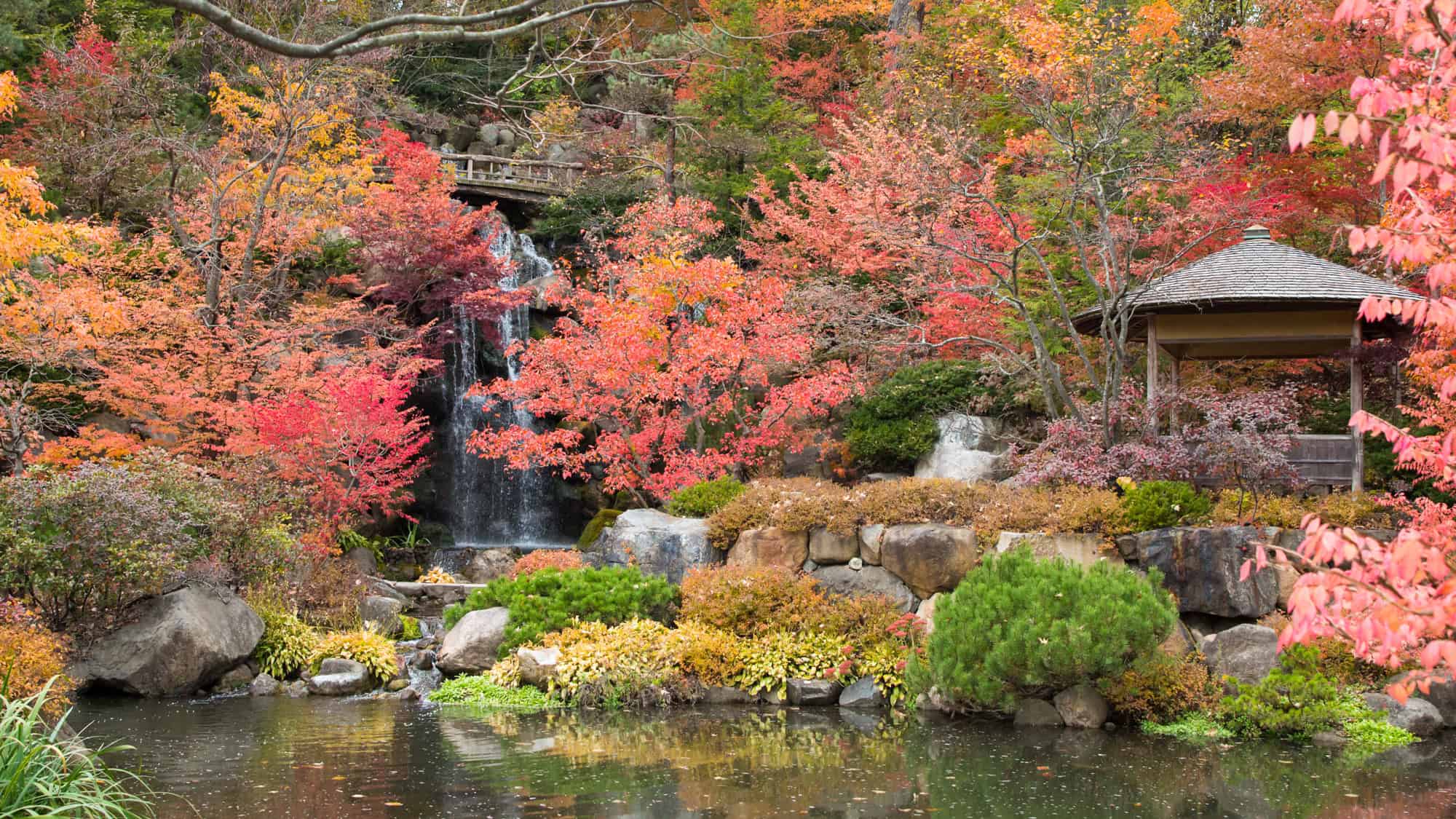 A peaceful Japanese garden bursts with vibrant red, orange, and yellow foliage around a cascading waterfall and a calm reflecting pond, with a wooden gazebo nearby.