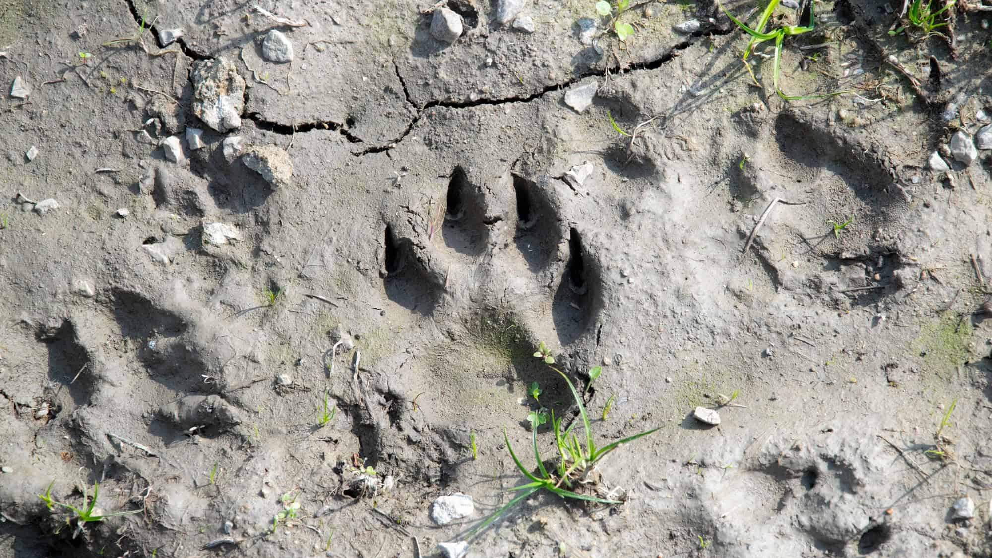 A distinct animal paw print is pressed into cracked, dry mud, surrounded by other faint tracks and small green plants, indicating recent wildlife activity.