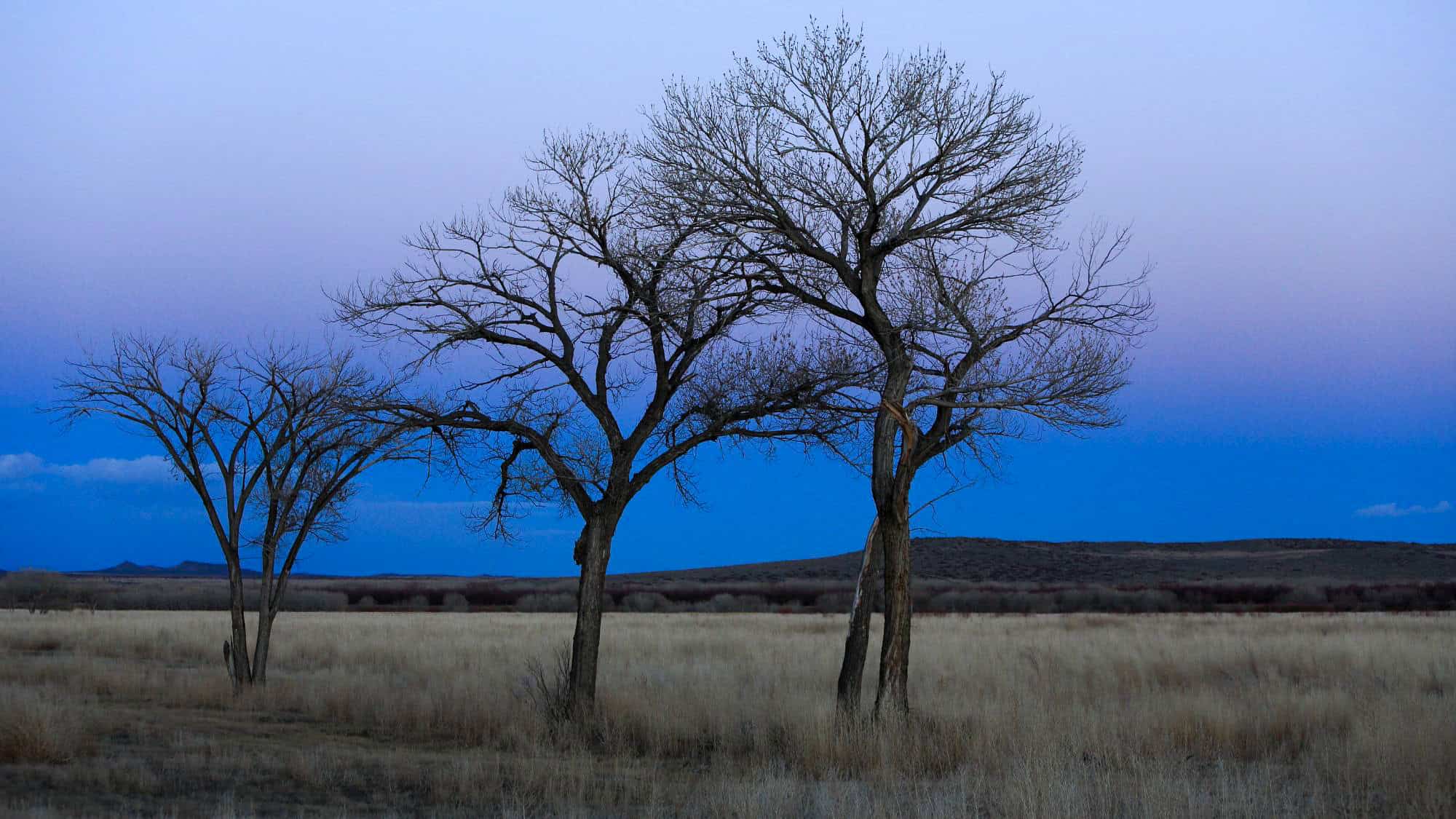 Bare trees stand stark against a gradient twilight sky in Bosque del Apache National Wildlife Refuge, with golden grass stretching across the field and low hills on the horizon.