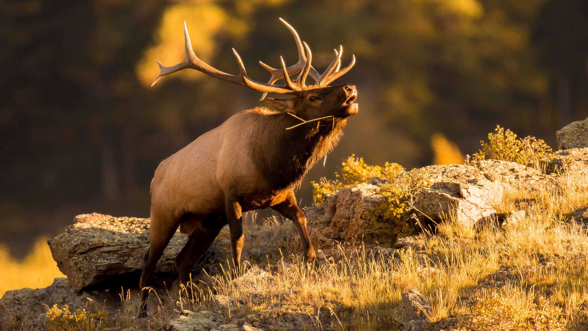 A majestic bull elk stands atop a rocky slope at sunset, mouth open mid-bugle, with golden grasses and warm light surrounding him.