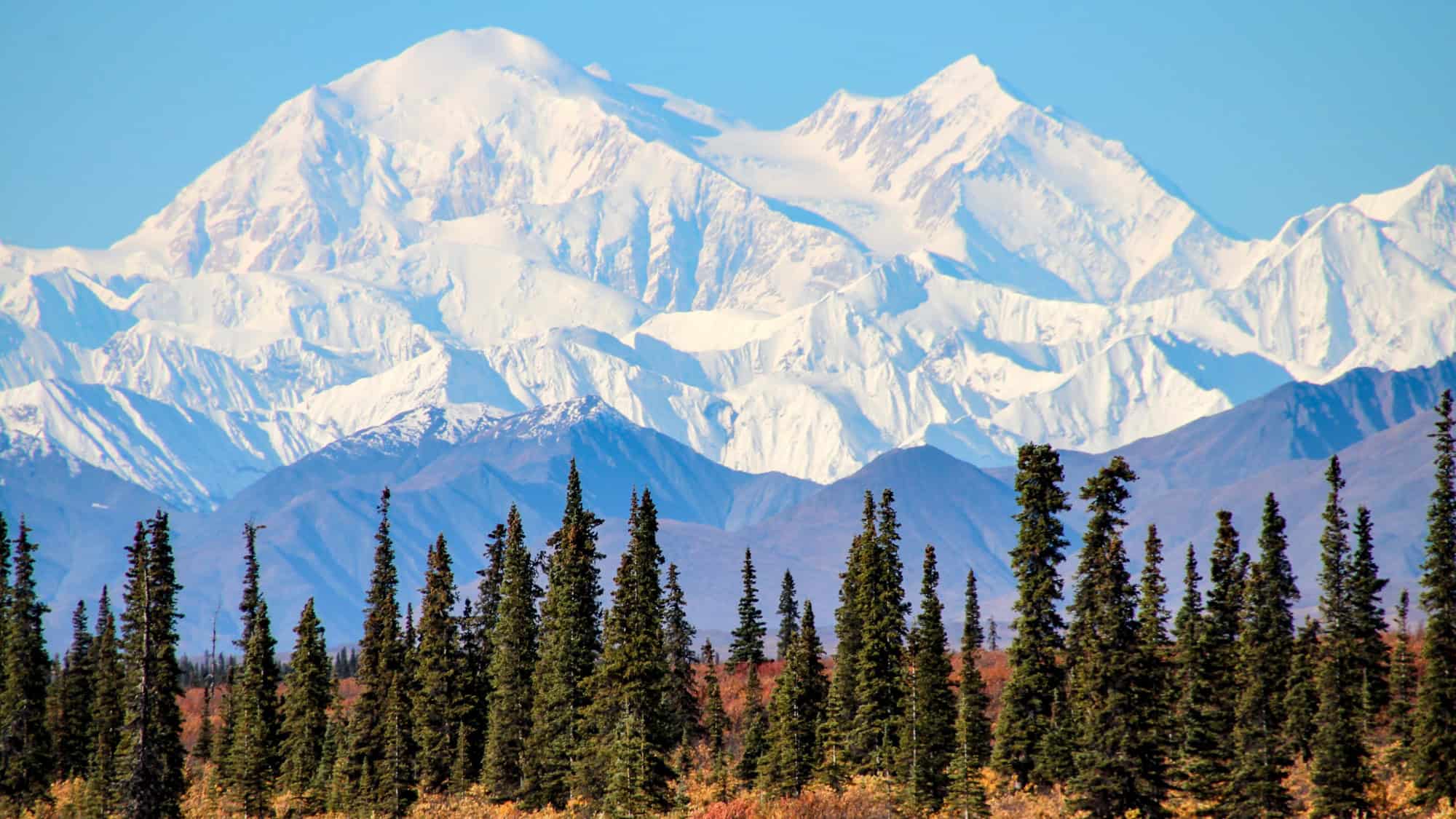 A striking view of Denali’s snow-covered peaks towering above dark, rugged foothills and a dense forest of evergreens in Alaska’s Denali National Park.