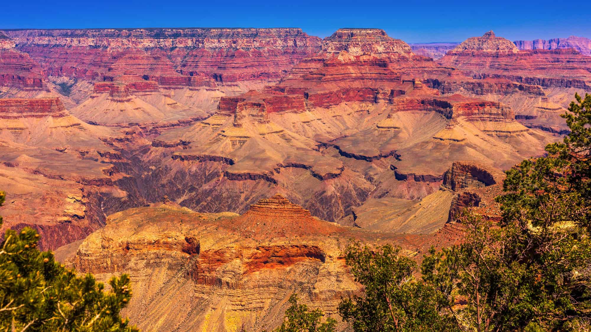 A panoramic view of the Grand Canyon reveals vividly layered rock formations, mesas, and deep gorges under a clear blue sky, framed by scattered greenery.