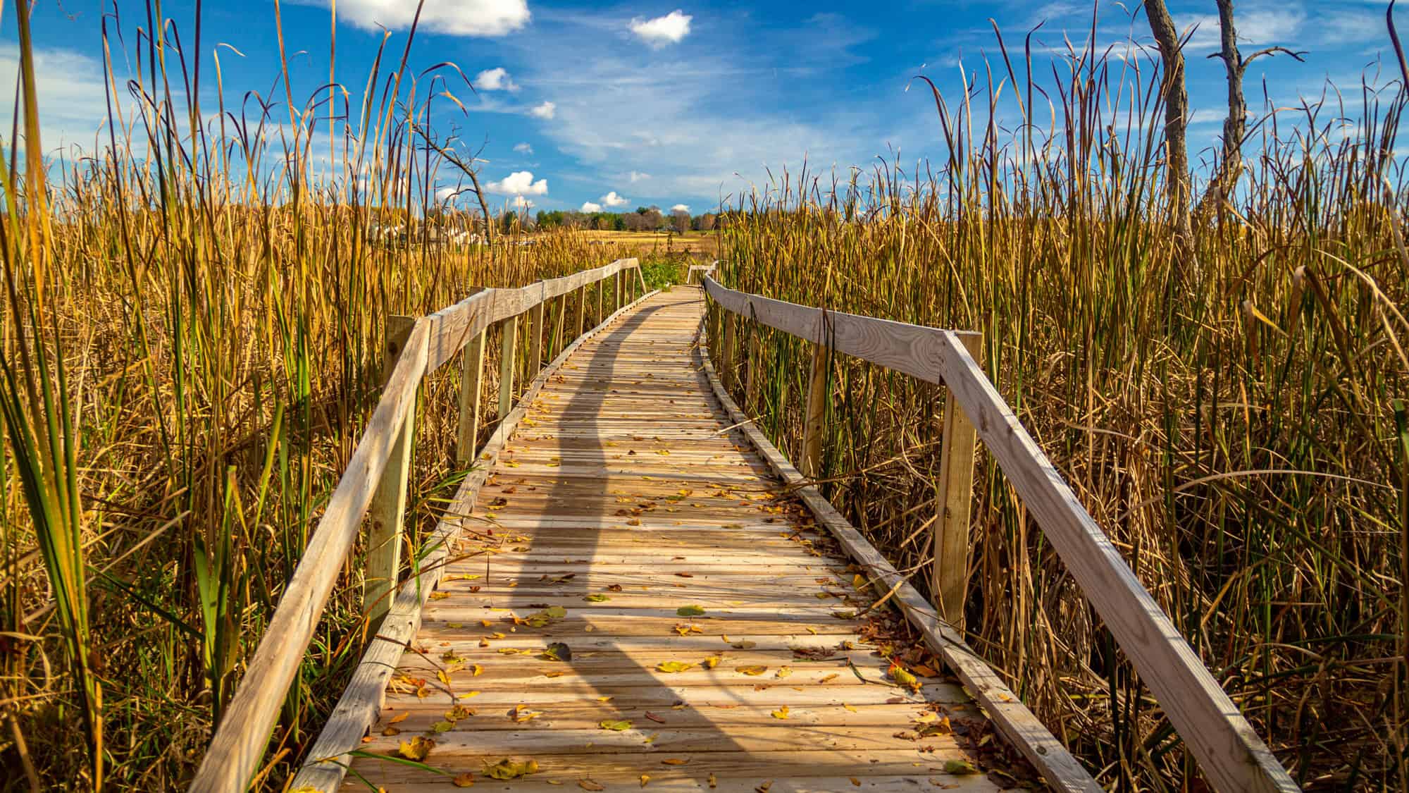 A wooden boardwalk cuts through tall golden reeds in Horicon Marsh under a bright blue sky dotted with puffy clouds, with scattered autumn leaves lining the path.