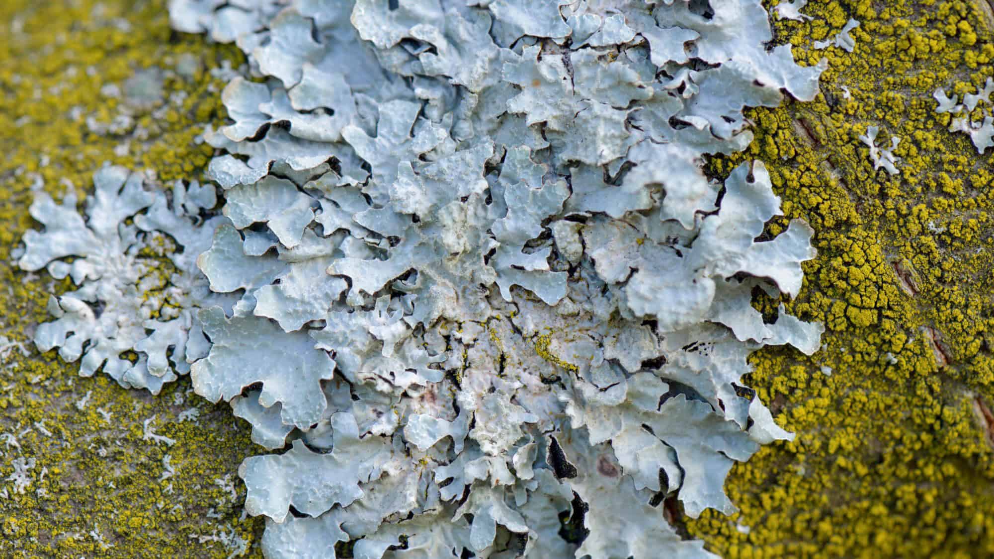 A macro photo of pale bluish-gray lichen growing on a textured rock, surrounded by patches of mustard-yellow moss, showing the intricate, leafy structure of the organism.