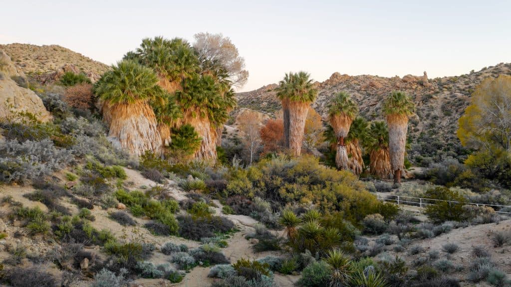 An oasis of towering California fan palms stands out among the arid desert shrubs and rocky terrain, with soft evening light casting long shadows.