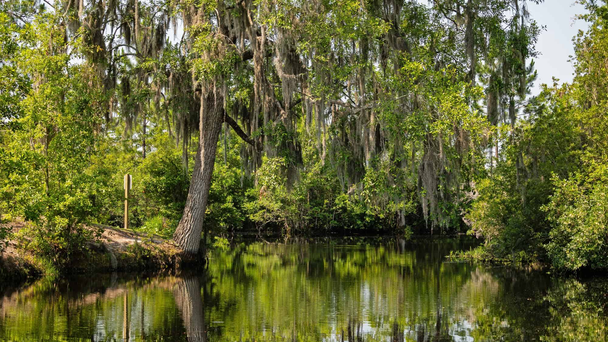 A still, dark water channel winds through lush greenery in Okefenokee National Wildlife Refuge, with Spanish moss-draped trees reflecting in the quiet water.
