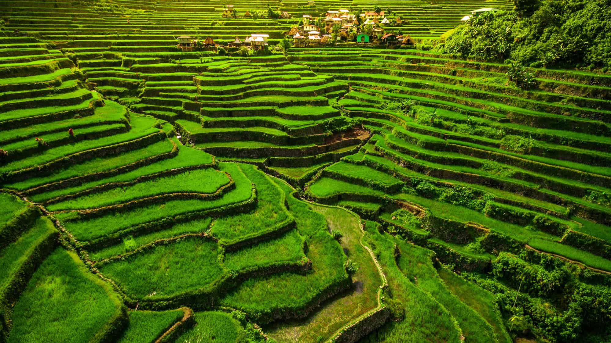 Expansive emerald-green rice terraces, shaped like giant staircases, stretch across rolling hills with a small village nestled among them.