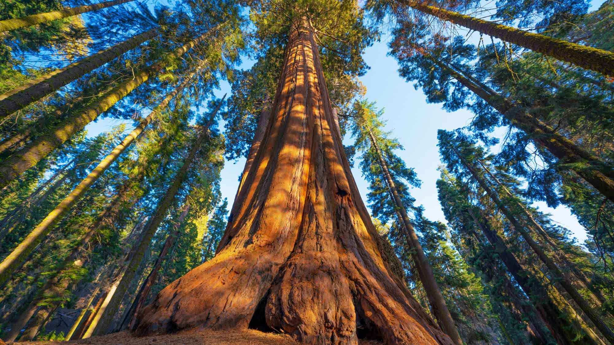 A towering sequoia tree dominates the foreground as the camera looks skyward, framed by a ring of equally massive redwoods under a clear blue sky.