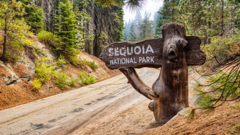 A rustic wooden sign carved with the words “Sequoia National Park” sits beside a forest road, surrounded by dense pine trees and autumn-colored ground cover.