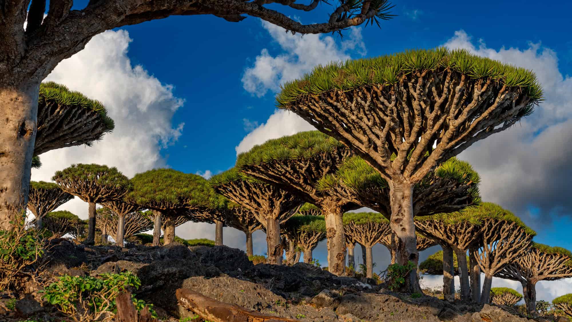 Cluster of dragon blood trees with thick, umbrella-like canopies set against a blue sky and dramatic clouds on Socotra Island.