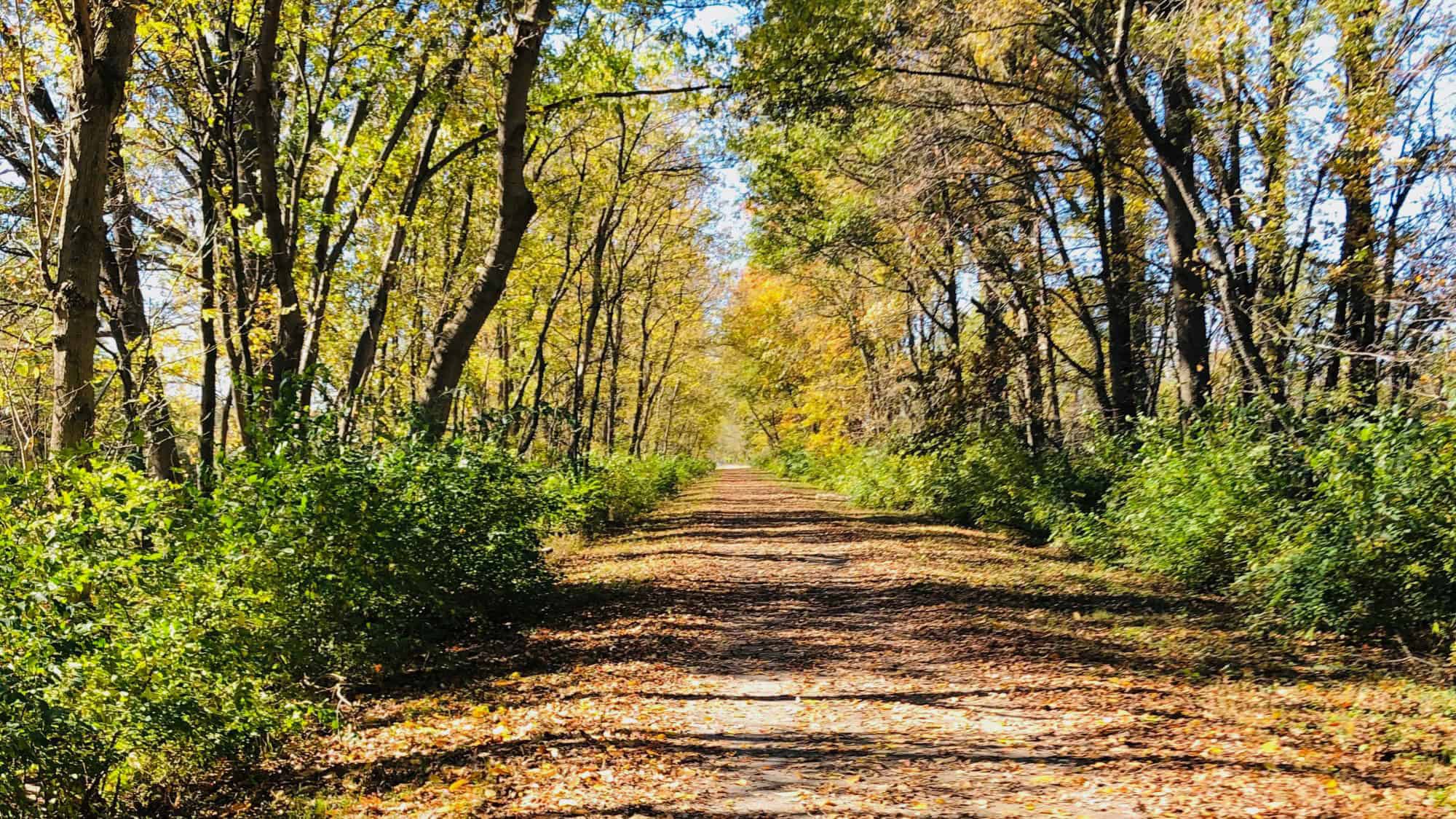 A leafy, tree-lined trail stretches into the distance beneath a golden canopy of autumn leaves, carpeted with a mix of fallen leaves and dirt.