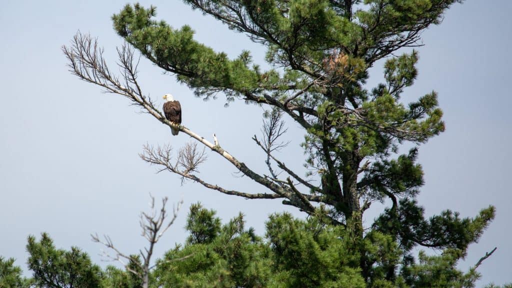 A bald eagle sits in a treetop looking off the the left in voyageurs national park.