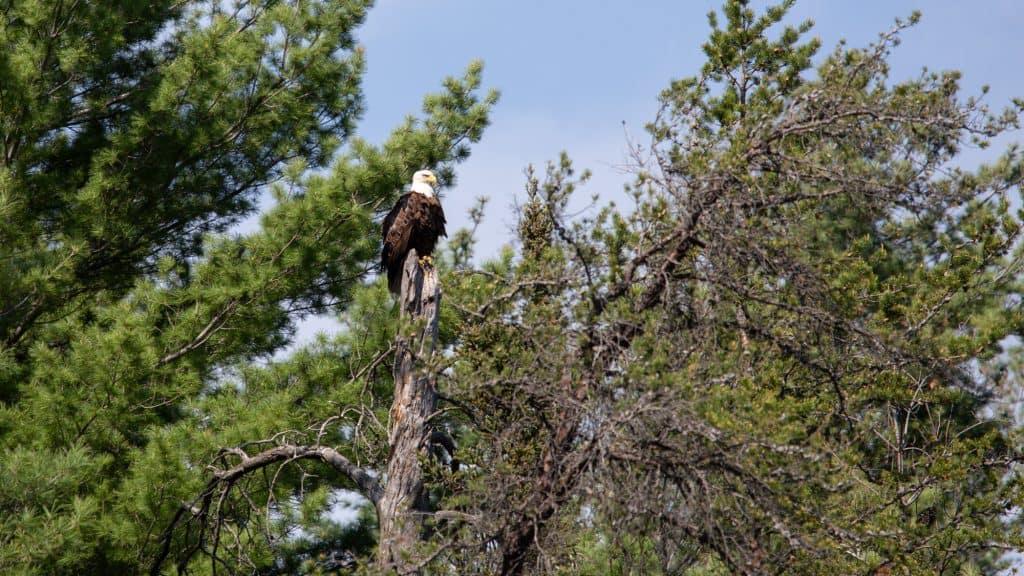 A bald eagle with a striking white head and dark brown body perches on a tall, weathered tree trunk surrounded by lush pine forest under a clear blue sky.