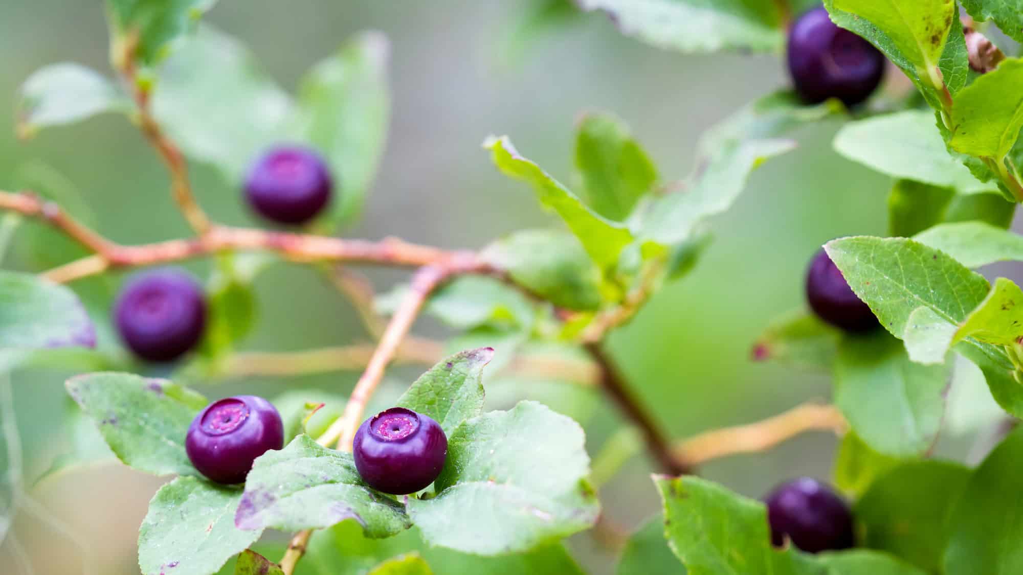 A branch of wild huckleberries with ripe, deep purple berries nestled among green leaves, sharply focused against a soft, natural background.