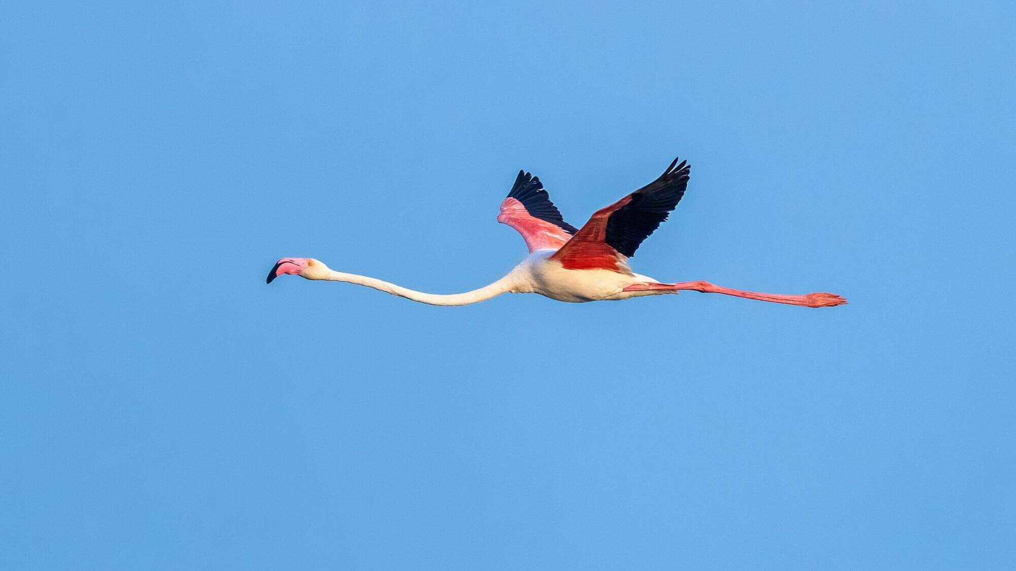 A lone flamingo in flight, fully extended with vibrant pink and black wings spread wide against a clear blue sky, showing off its long neck and legs in graceful motion.