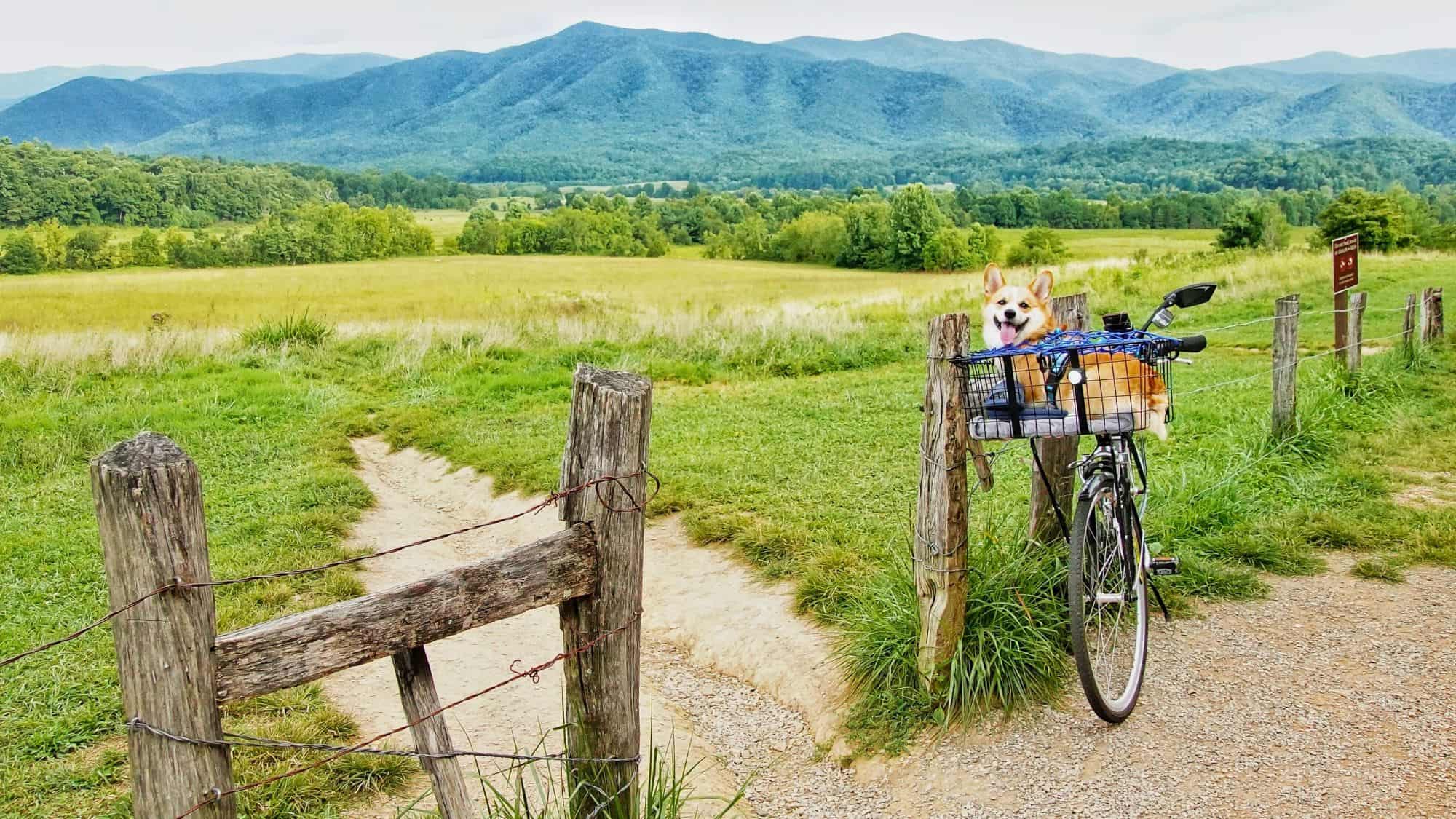 A corgi sits happily in a bicycle basket along a grassy path in Cades Cove, framed by wooden fences and backed by rolling green fields and distant mountain ridges.
