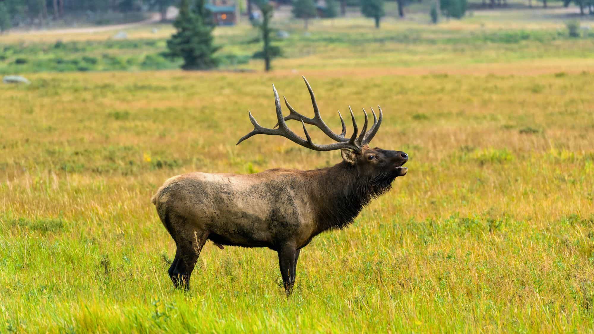 A large bull elk stands in a grassy meadow in Estes Park with impressive antlers and its mouth slightly open as if bugling.