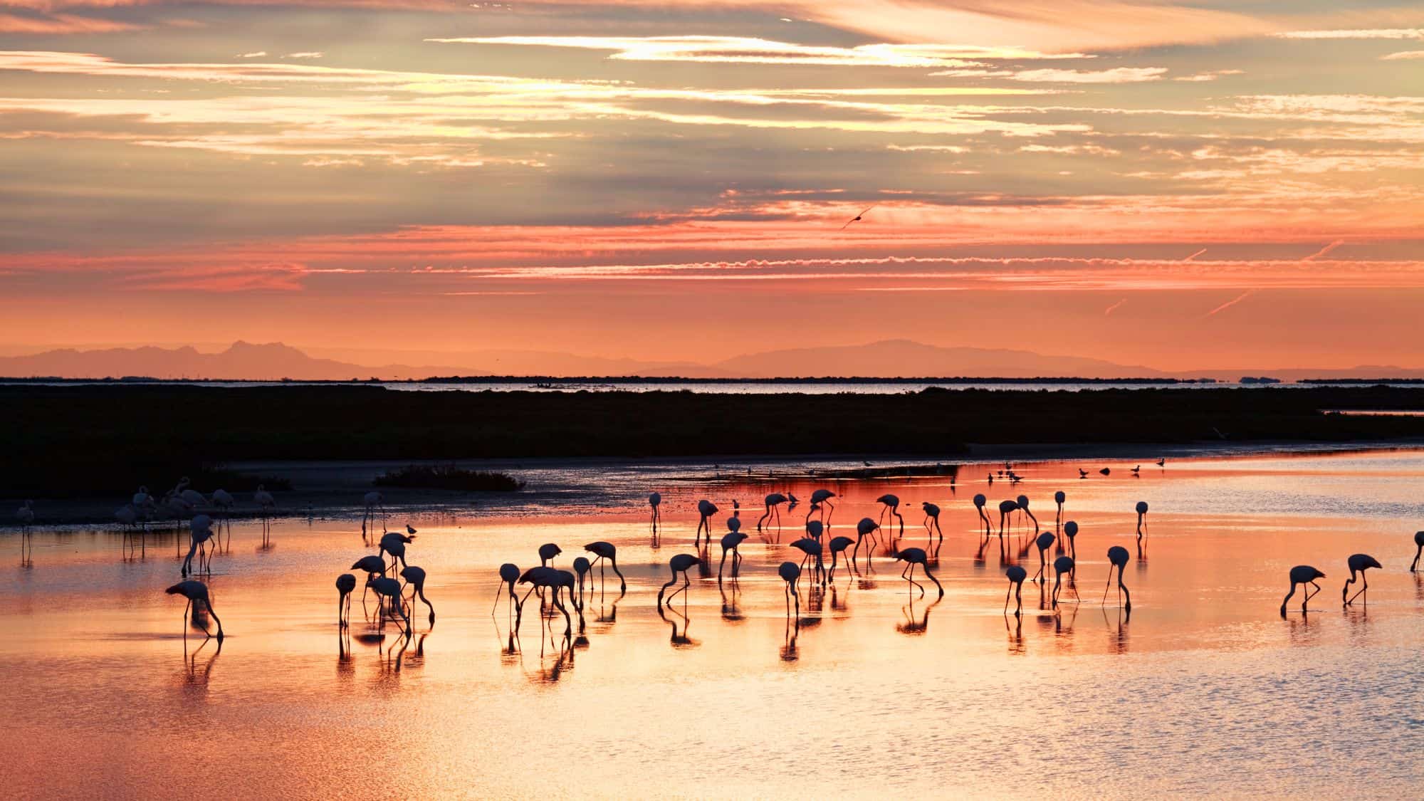 A group of flamingos wade in shallow waters under a dramatic sunset in Camargue, France, with the sky ablaze in warm hues of orange and pink reflecting off the water’s surface.