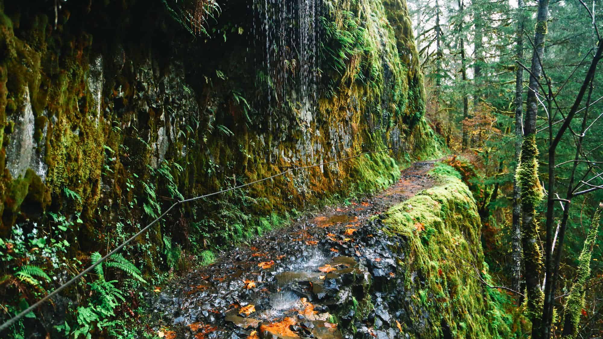 A narrow, wet trail winds along a moss-covered cliff with a light stream of water trickling down the rock face, surrounded by a lush Pacific Northwest forest.
