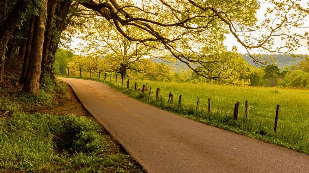 A serene paved road winds through lush greenery and open meadows in Cades Cove, with tall trees casting dappled golden light over the tranquil scene.