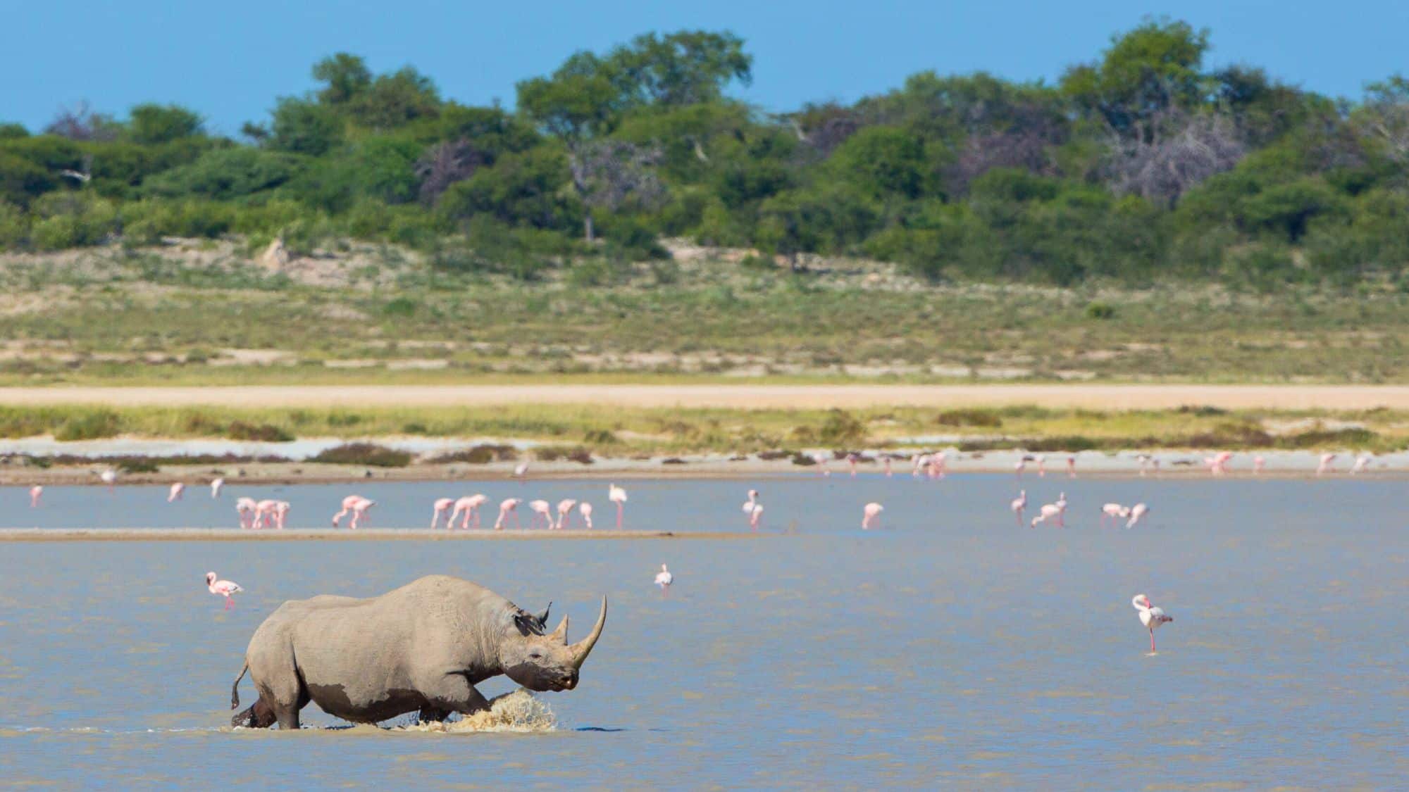 A black rhinoceros wades through a shallow lake surrounded by dozens of pale pink flamingos, with a backdrop of grassy plains and scattered trees under a clear blue sky.
