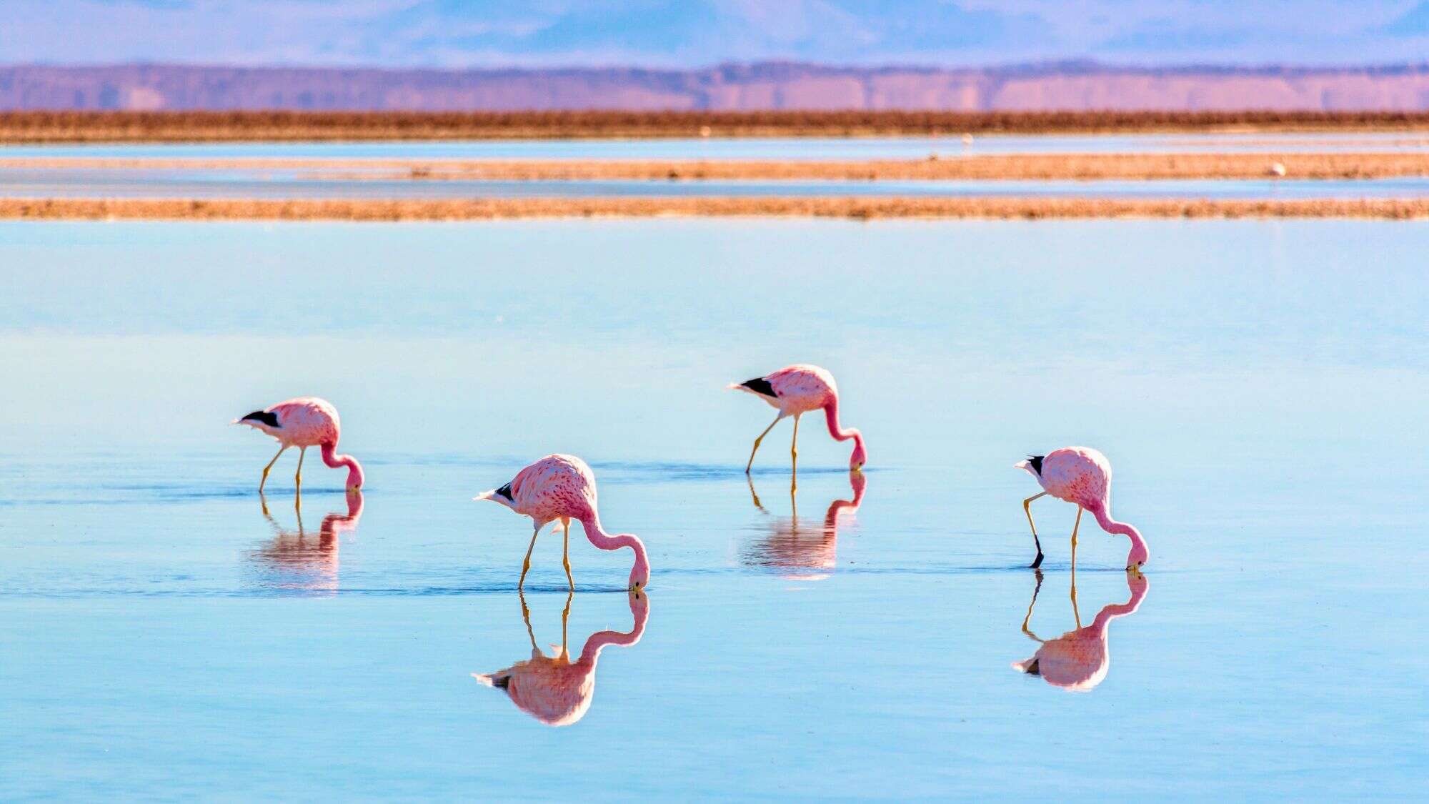 Four Andean flamingos feed in glassy, shallow water, their reflections nearly perfect on the calm blue surface with soft pastel hues in the background.