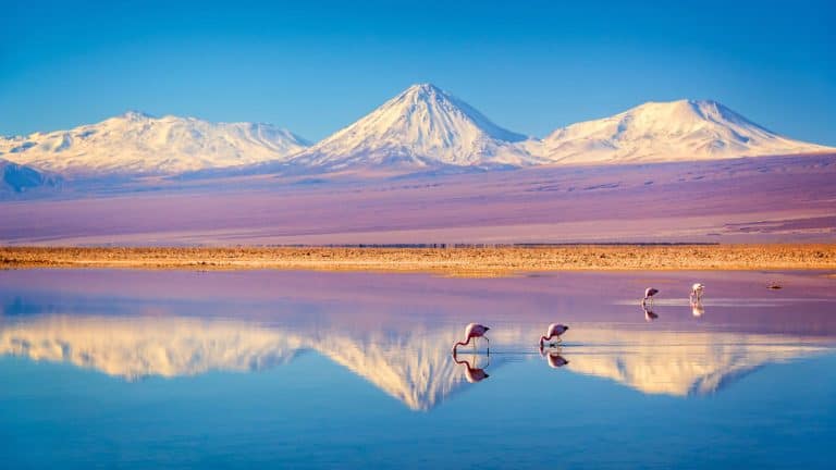 A serene lagoon reflects snow-covered Andean volcanoes while flamingos feed in the shallow water, creating a mirror-like scene of mountain peaks and birds.