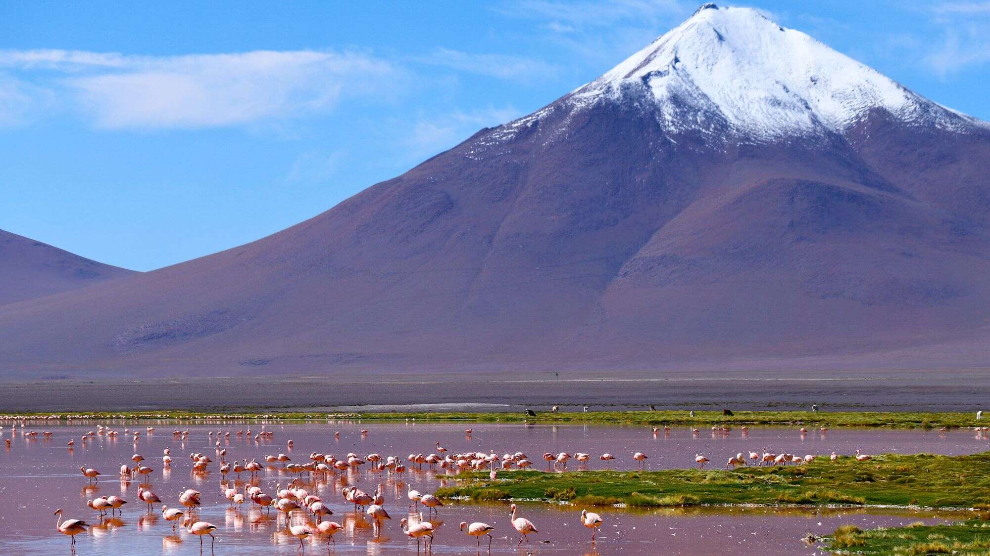 Hundreds of flamingos dot the shallow, reddish waters of the high-altitude Laguna Colorada, with a towering, snow-dusted volcanic peak rising behind the lake.