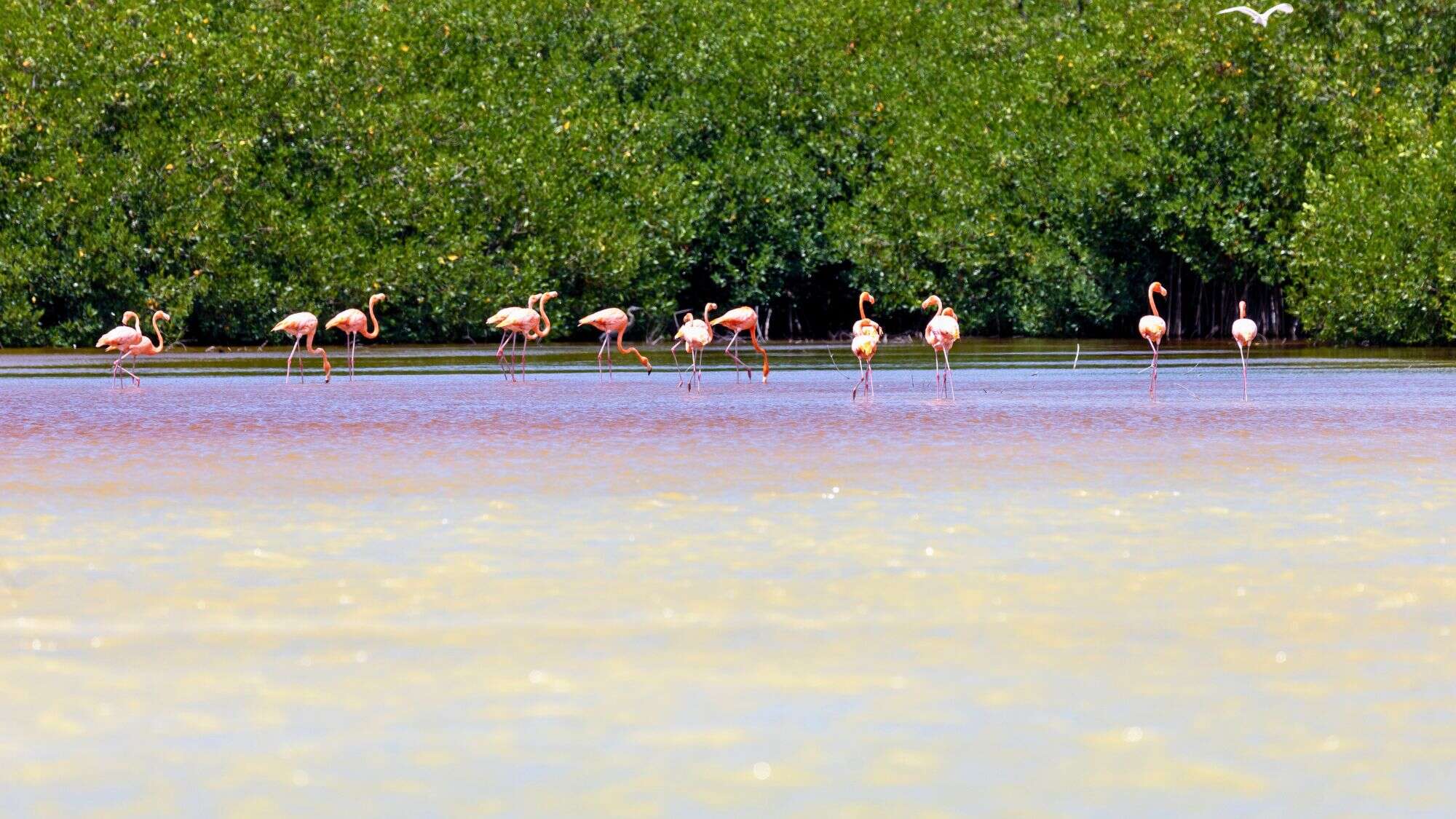 A group of American flamingos stands in vivid contrast against a backdrop of dense green mangroves, wading in shallow, colorful water under bright sunlight.