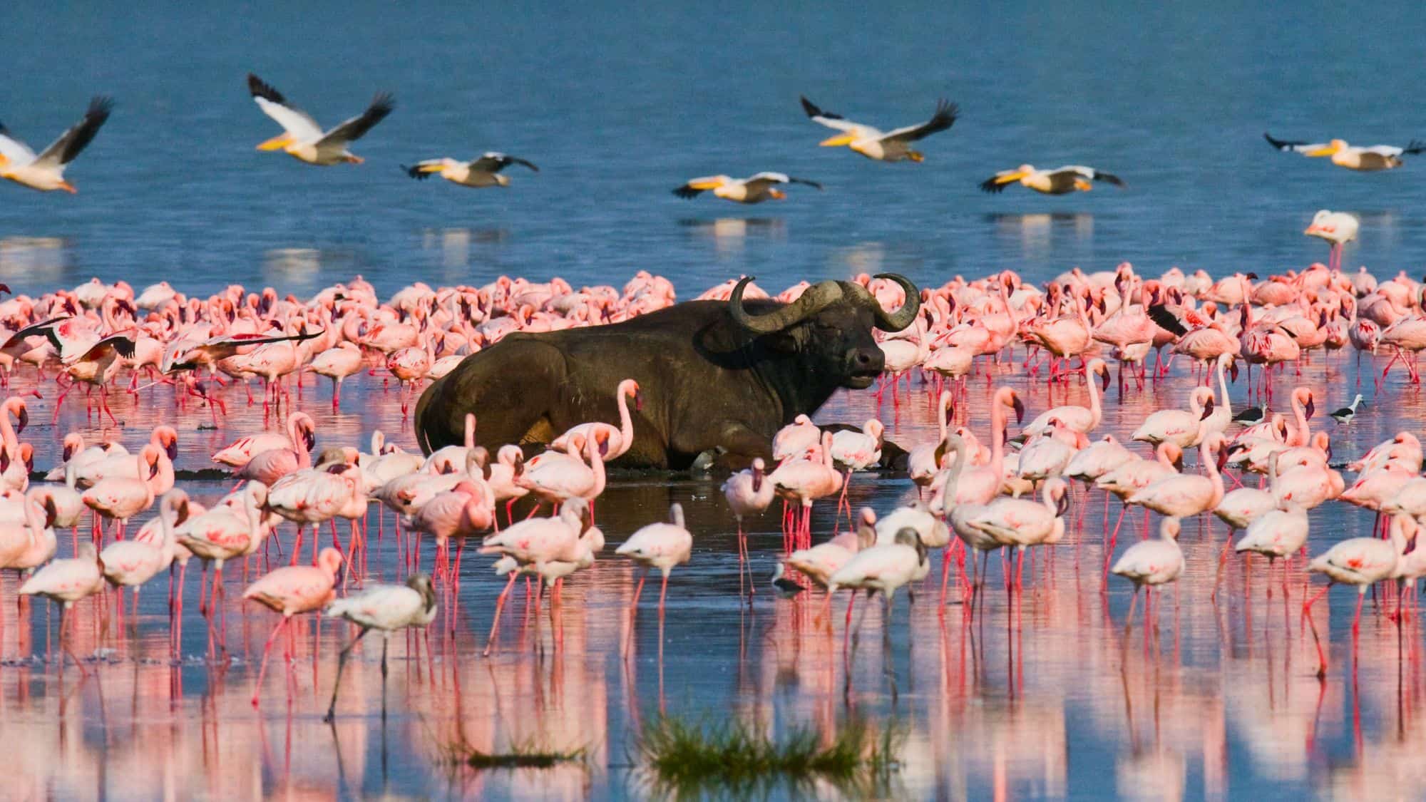 A water buffalo lounges in a lake densely packed with pink flamingos, while pelicans fly above the scene, adding a sense of motion to the vibrant wildlife display.