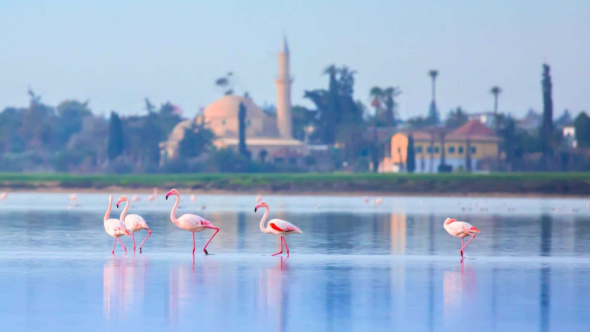 Five flamingos wade through the reflective, still waters of Larnaca Salt Lake, with a distant view of a mosque and town architecture softened by morning haze.