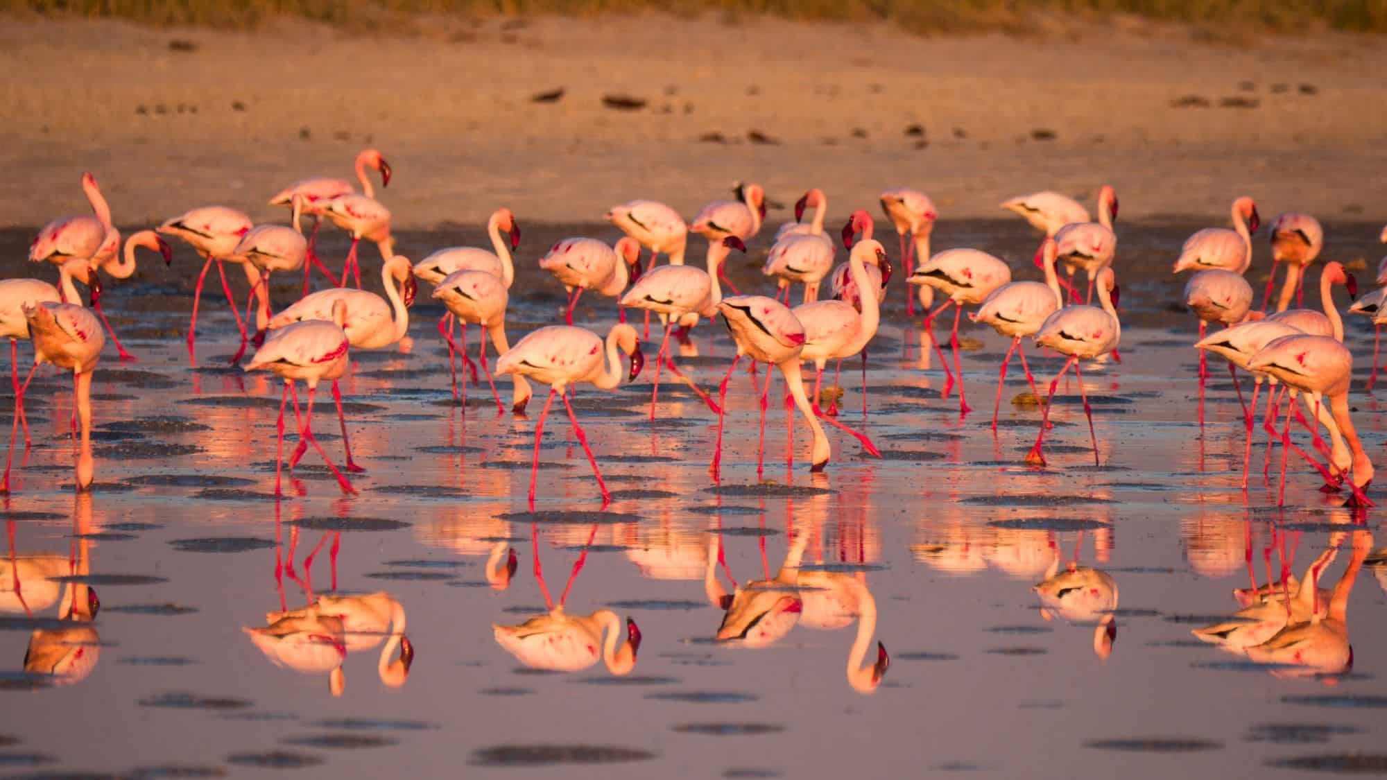 A flock of flamingos forages in a reflective, reddish lake at sunset, their mirrored silhouettes glowing in the golden-orange light across the mudflats.