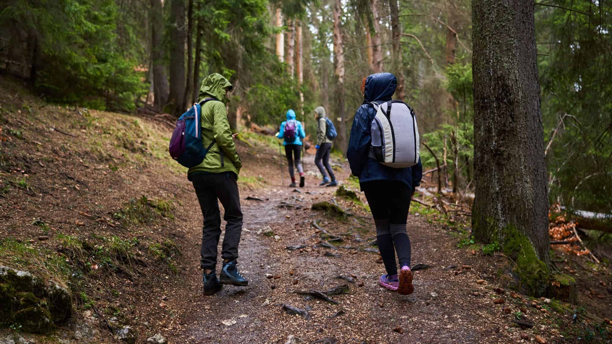 A group of hikers in waterproof jackets and backpacks trekking through a damp, misty forest trail with exposed tree roots and pine trees.