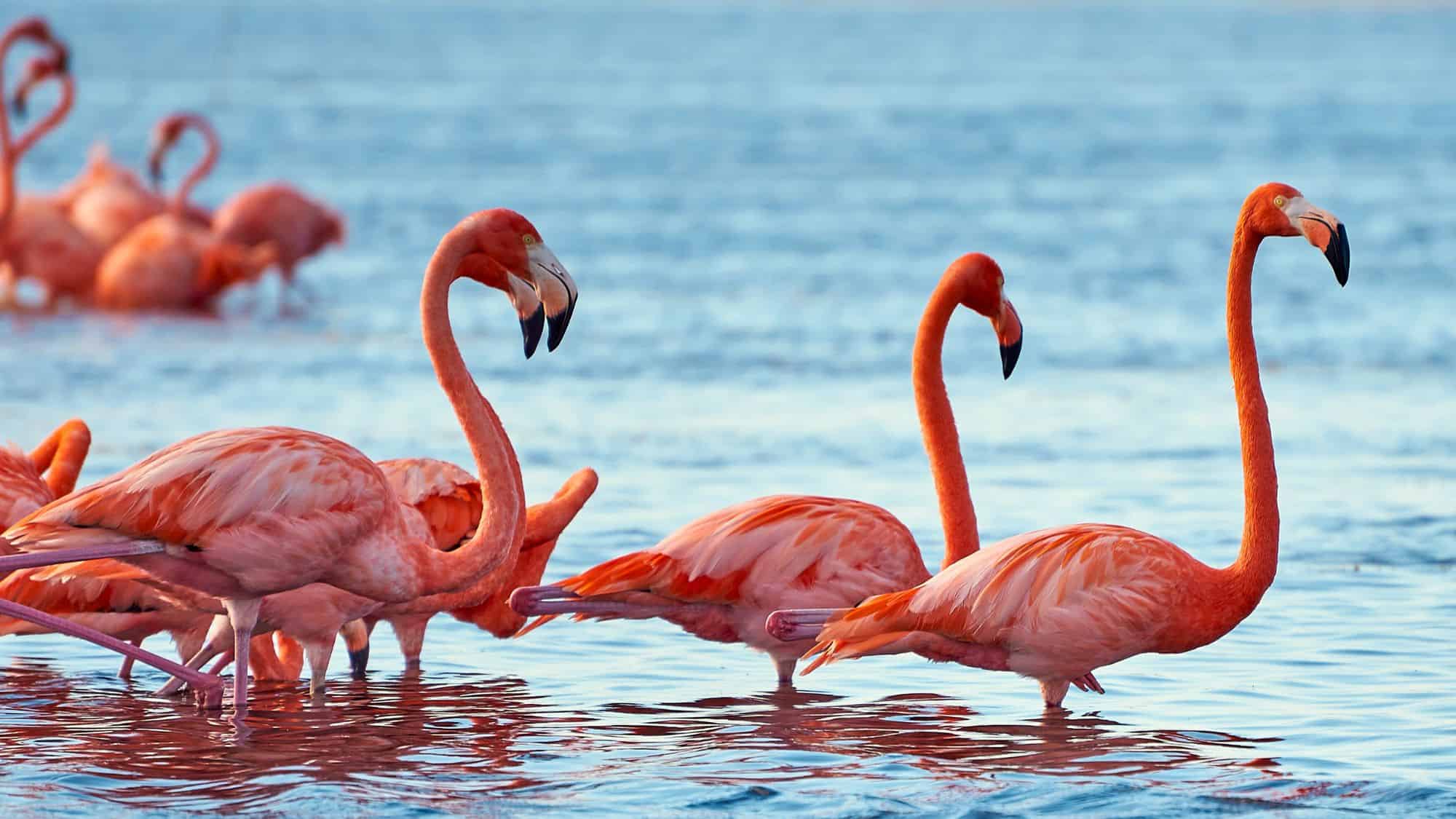 Vibrant American flamingos wade in blue coastal water, their bright orange-pink feathers glowing in the sun as they forage and interact closely in a group.