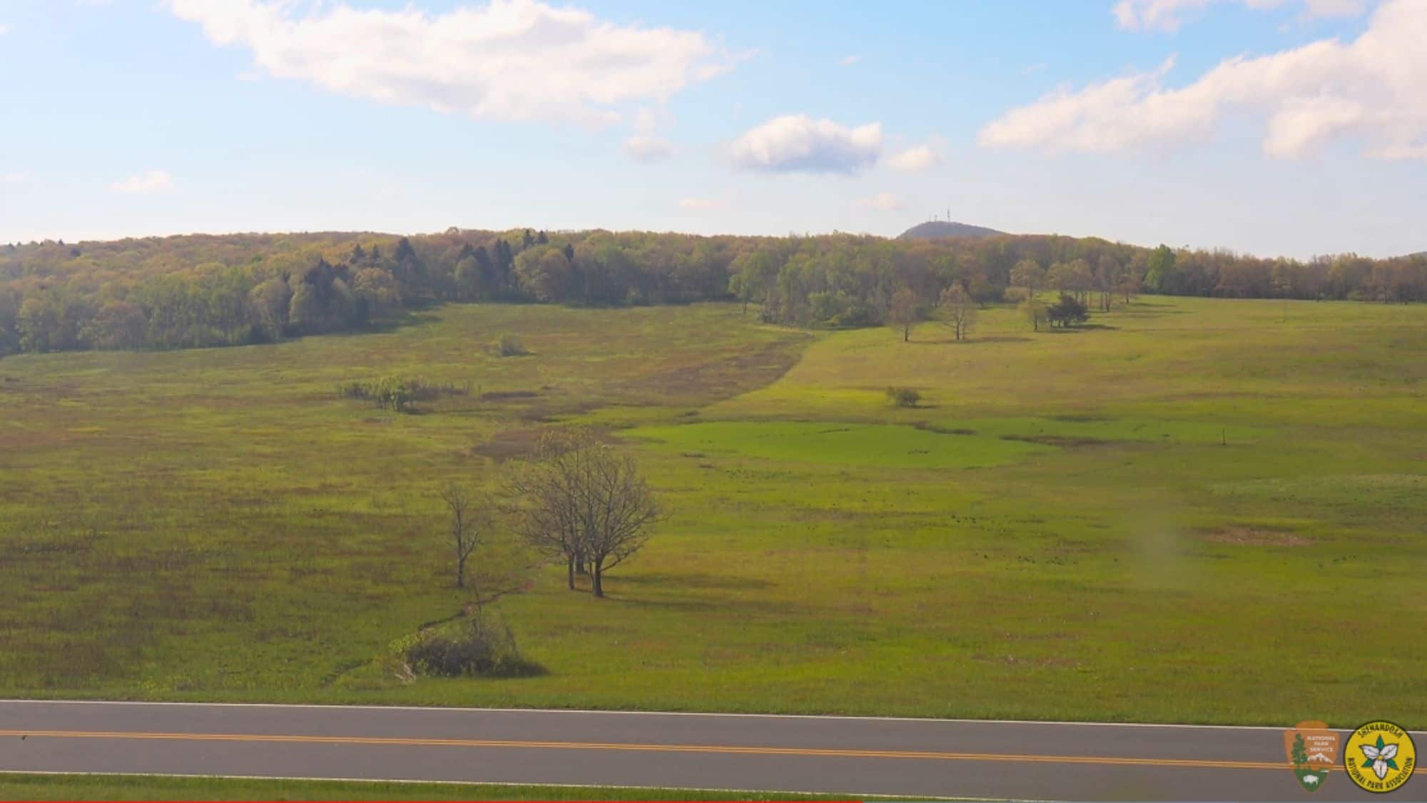 A peaceful green meadow unfolds with scattered trees and a distant tree-covered ridge under a blue sky with puffy clouds, as seen from Shenandoah.