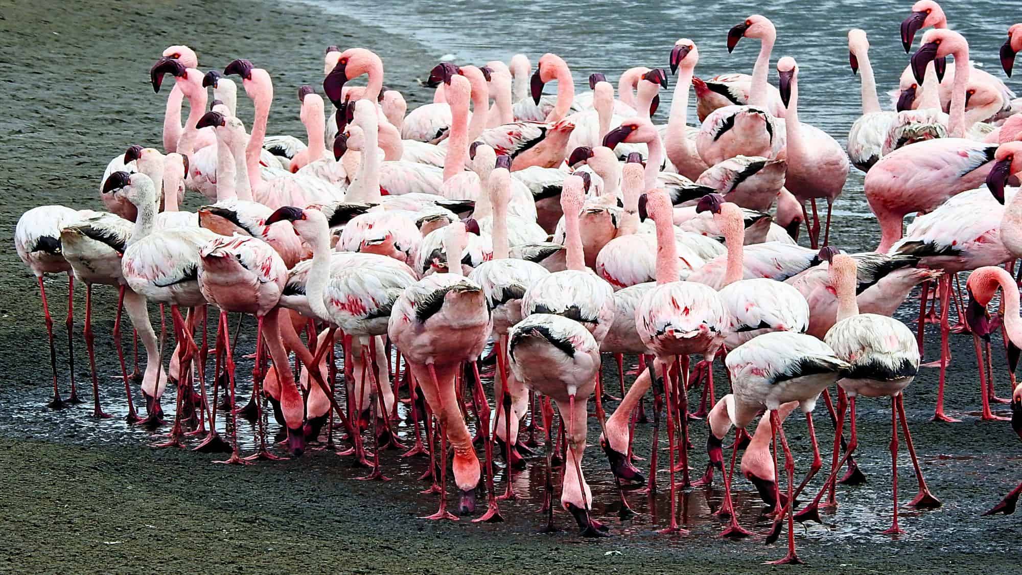 A large cluster of lesser flamingos gathers on a muddy shoreline near water, tightly packed together as they feed, framed by a brackish wetland.