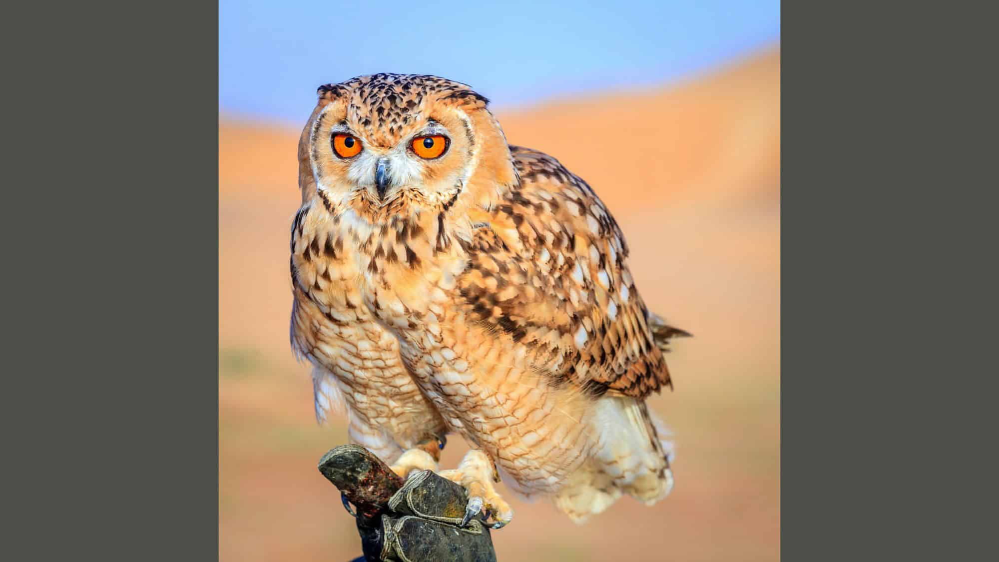An Arabian eagle-owl with pale, sandy feathers and dark orange eyes perches on a gloved hand, desert hues softly blurred in the background.