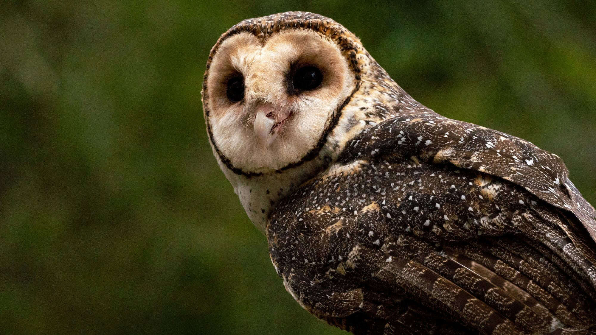 An Australian masked owl with heart-shaped, pale facial feathers and dark, speckled wings looks toward the camera, perched against a blurred green background.
