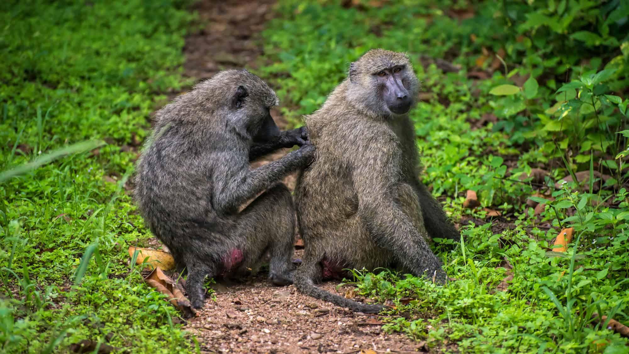 Two olive baboons are captured mid-grooming session on a lush forest trail in Gombe Stream National Park, Tanzania. One baboon picks through the other's fur while they sit back-to-back, surrounded by dense greenery and scattered leaves.