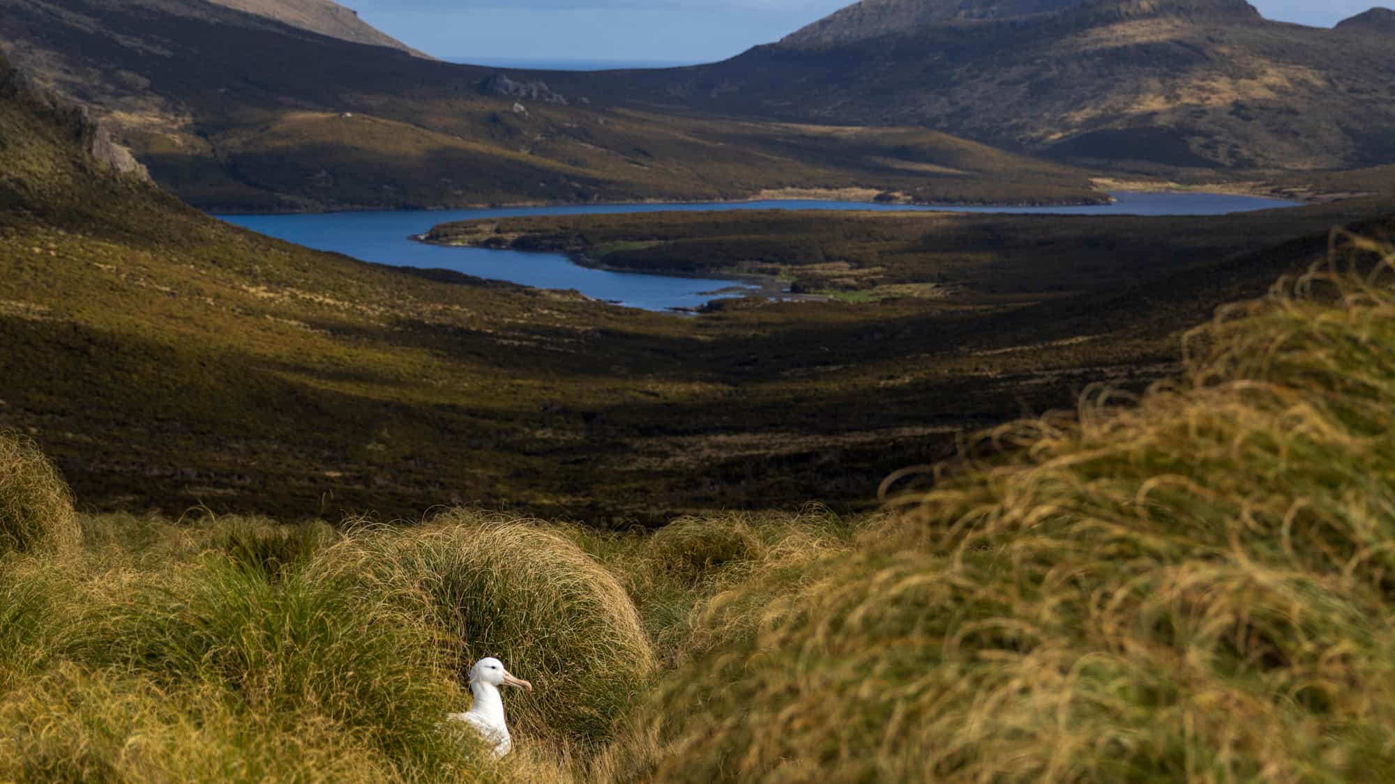 A white albatross sits nestled among tall grasses on a hillside of New Zealand’s Campbell Island, with a deep blue lake and rolling green hills stretching into the distance