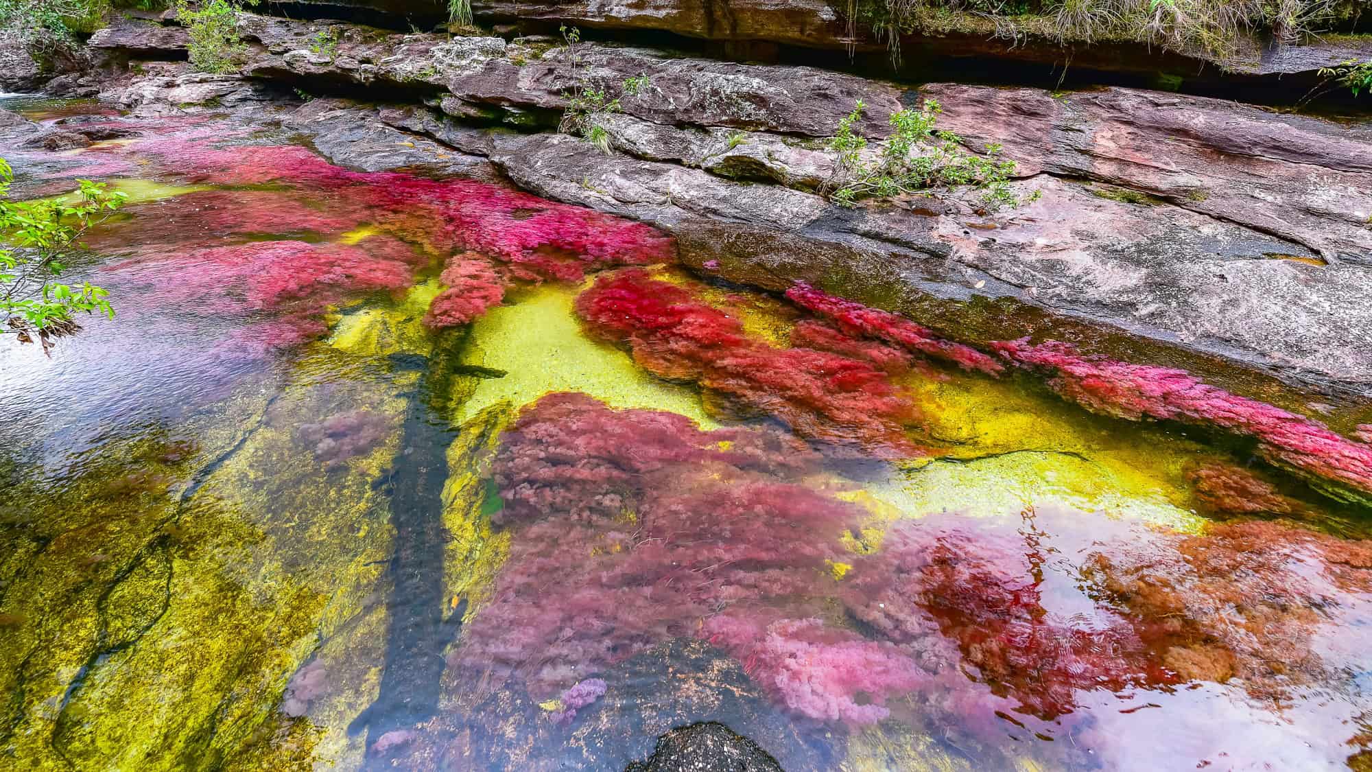 In this Colombian riverbed, underwater plants tint the water with swirls of bright red, yellow, and green, earning Cano Cristales the nickname “The River of Five Colors.”