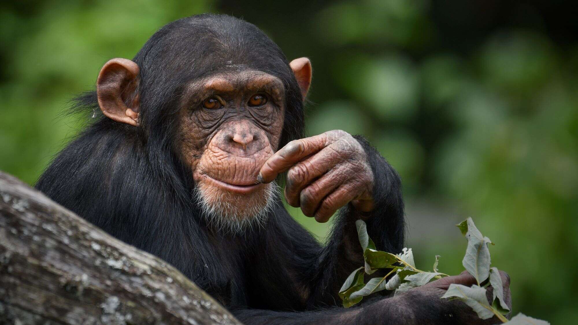 A young chimpanzee with expressive eyes and dark fur holds a leaf and touches its lips thoughtfully while sitting against a blurred green jungle background.