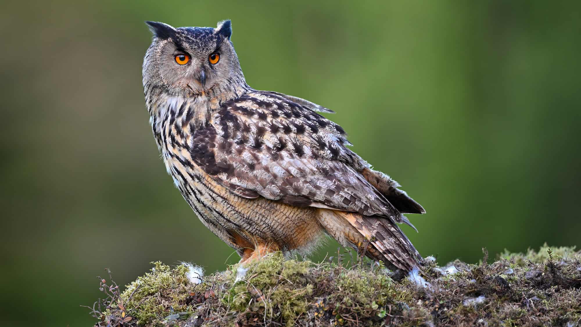 A Eurasian eagle-owl perches on mossy ground, its large body covered in bold, streaked feathers and bright orange eyes fixed forward with piercing focus.