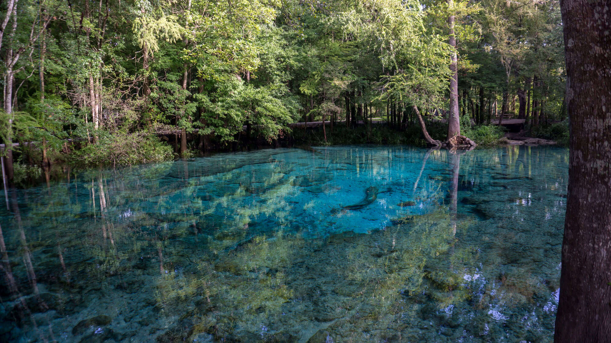 A crystal-clear blue spring surrounded by dense forest, reflecting the trees above and revealing submerged limestone formations.