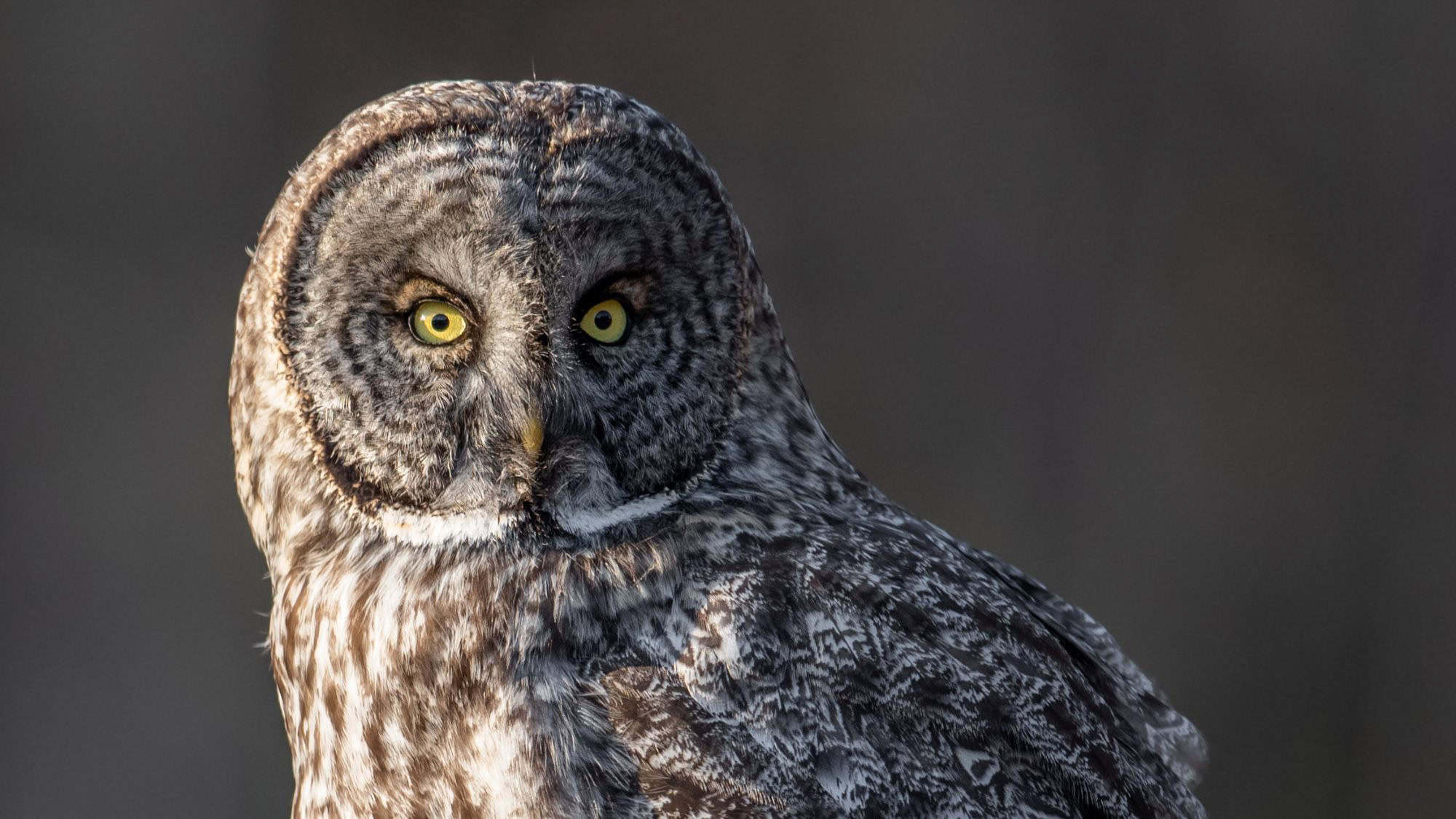 A great gray owl with concentric facial rings and piercing yellow eyes stares directly into the camera, its large, feathered frame sharply defined against a dark background.
