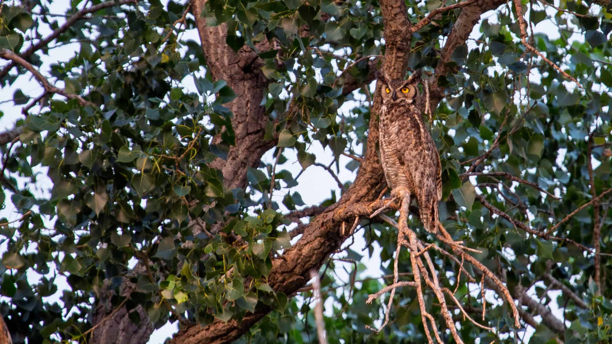 A great horned owl blends into a tree as it perches among dense green leaves, its intense yellow eyes peeking through the foliage.

