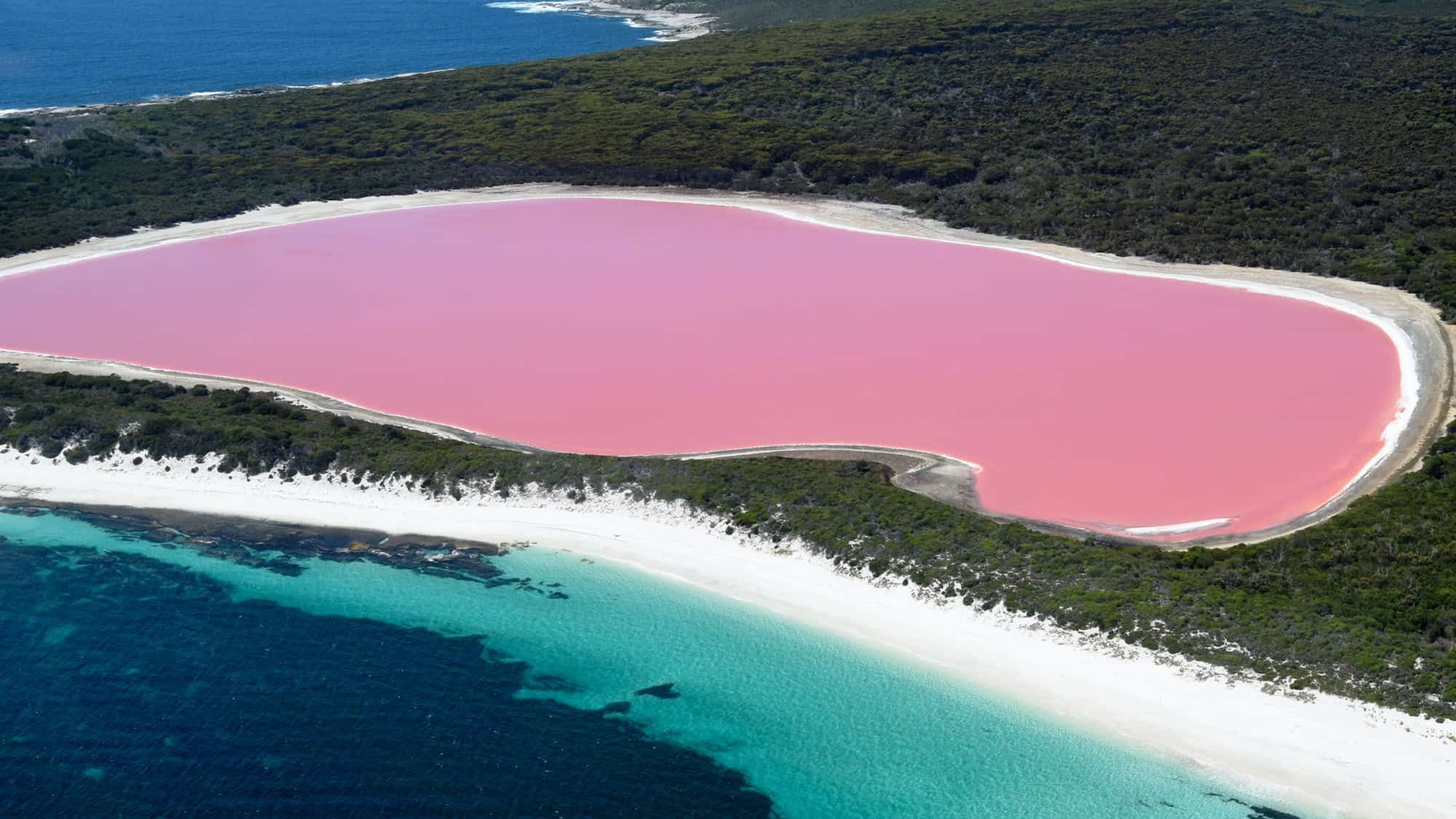 This striking aerial image captures Lake Hillier’s vibrant pink waters surrounded by dark green forest, white sand, and the deep blue ocean — a natural phenomenon off the coast of Western Australia.