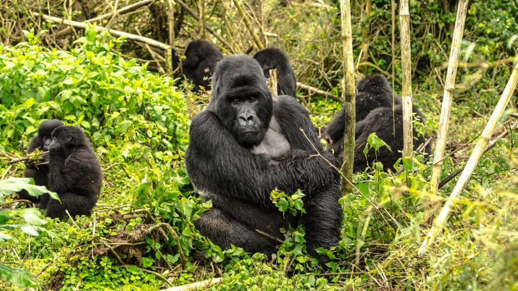 A dominant silverback gorilla sits confidently among thick bamboo and leafy undergrowth, keeping watch over his troop of mountain gorillas in the forest. Several younger gorillas interact and forage nearby, highlighting the species’ social nature and protected habitat.